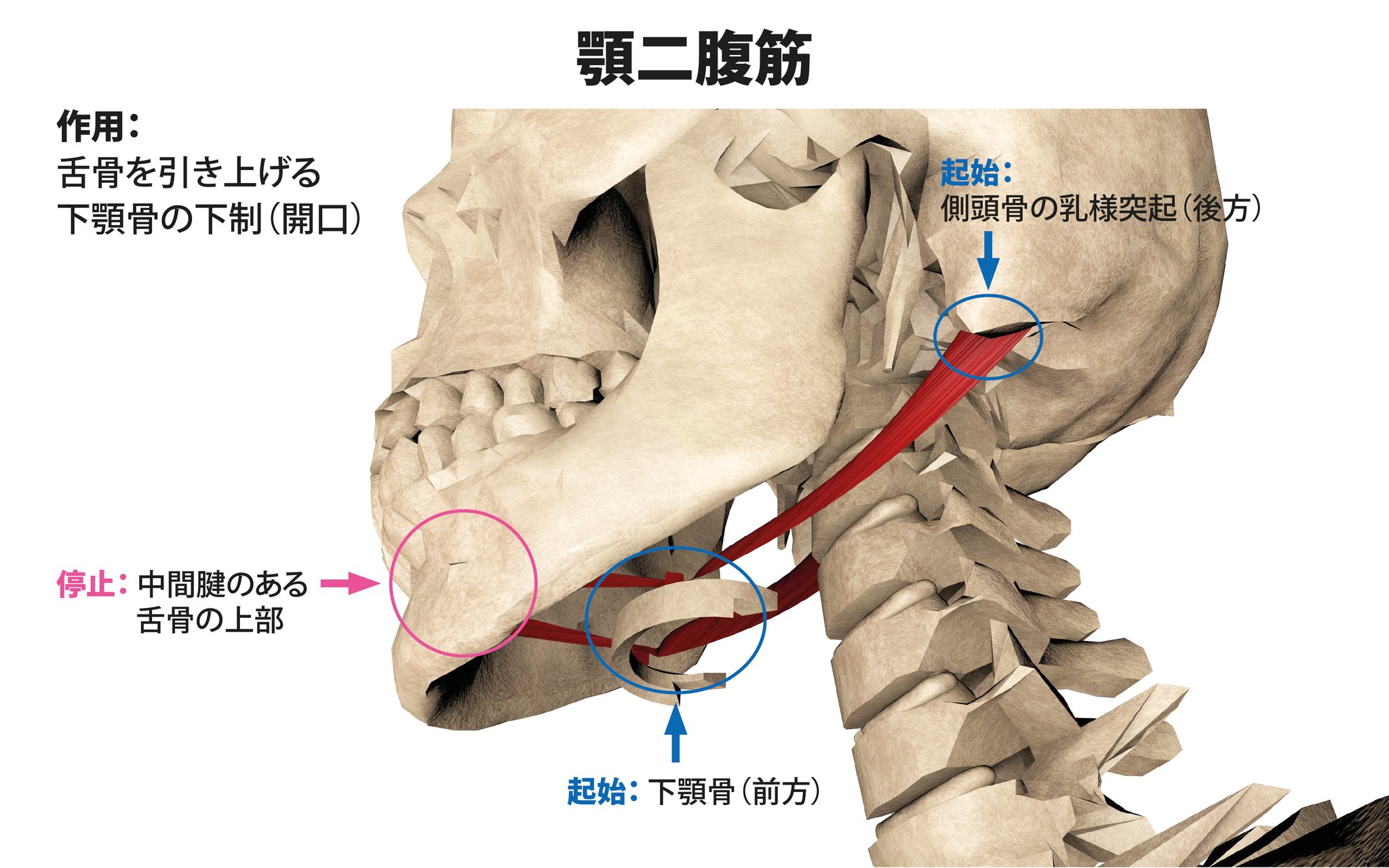Hide ジム2店舗経営 フィットネスビジネス情報配信中 首回りの胸鎖乳突筋は頚椎の伸展に作用するので 頭が前に出た姿勢 スマホ首 になると 固くなりやすい 胸鎖乳突筋は乳様突起という場所に付着 同じ場所に顎二腹筋が付着してるので こちらも