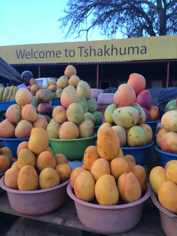 Vhembe Biosphere (@vhembebiosphere) on Twitter photo #KnowTheVBR Facts about the Tshakhuma Fruit Market: It was established more than 40 years ago and today it remains as the only 24 hours fruit market in South Africa situated in Venda, Tshakuma Limpopo Province,17km west of Thohoyandou <a href="/4Post2020BD/">Post-2020 Biodiversity Framework . EU Support</a> <a href="/UNESCO_MAB/">UNESCO Biodiversity</a> <a href="/golimpopo/">Limpopo Tourism Agency</a> <a href="/GYBN_CBD/">Global Youth Biodiversity Network (GYBN)</a> #KnowTheVBR Facts about the Tshakhuma Fruit Market: It was established more than 40 years ago and today it remains as the only 24 hours fruit market in South Africa situated in Venda, Tshakuma Limpopo Province,17km west of Thohoyandou <a href="/4Post2020BD/">Post-2020 Biodiversity Framework . EU Support</a> <a href="/UNESCO_MAB/">UNESCO Biodiversity</a> <a href="/golimpopo/">Limpopo Tourism Agency</a> <a href="/GYBN_CBD/">Global Youth Biodiversity Network (GYBN)</a>