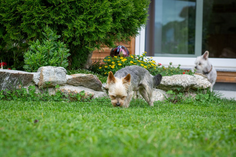 BellaAndDuke's tweet image. Dogs who bark in the house or garden, also patrol the boundary or sit waiting at a window.

Read more 👉 lttr.ai/QT5G

#Barking #Dog #DoggyHealthHappinessBlog #Bark