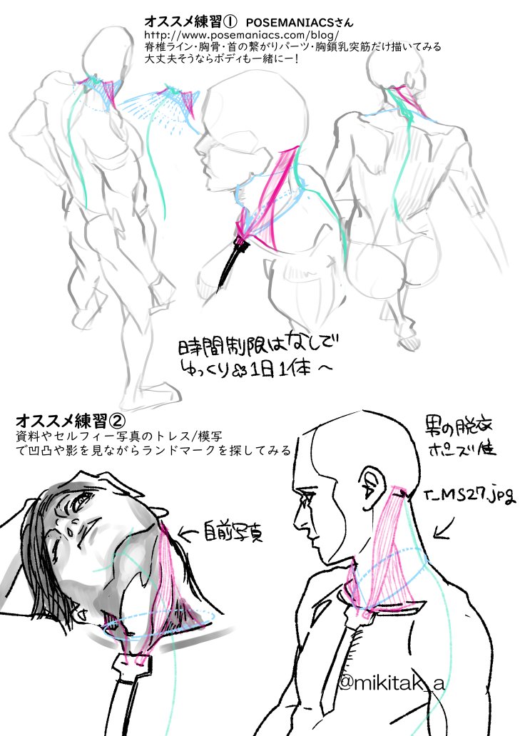 滝城みきたか 筋肉は難しいから最初は胸鎖乳突筋だけ覚えてみました で なんとなく胸鎖乳突筋 の存在を感じてからposemaniacsさん 写真資料から脊椎ライン 胸骨 胸鎖乳突筋探し 好きな作家さんのイラストやアニメの設定資料からランドマーク探してもよい