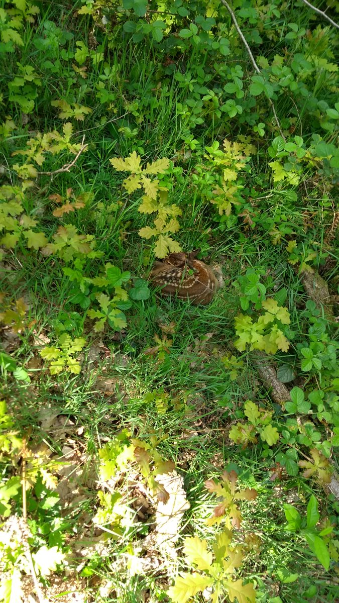 Boswachter_Marc's tweet image. Gisterenmiddag in #Meerdaalwoud, op 30m van de wandelweg...

Ziels alleen. Niet aanraken! Het is geurloos. De moeder komt het af en toe zogen.

#reekalf #ree #HondenAanDeLeiband #DeBoswachters