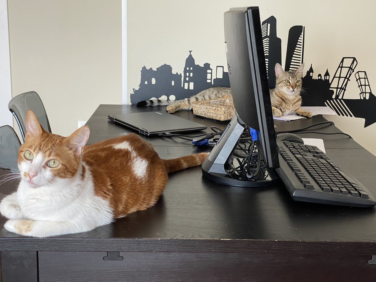 MIGUEL GAGO tweet media