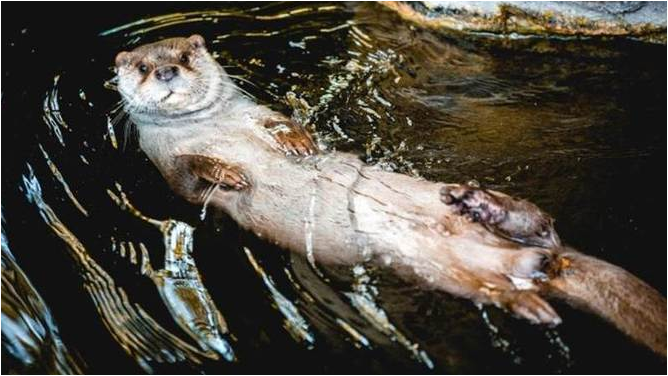 3CatInfo's tweet photo. La natura continua recuperant terreny: es capten imatges de llúdrigues al Besòs https://t.co/sJD67WodJ2 https://t.co/ga9NCEPzb1