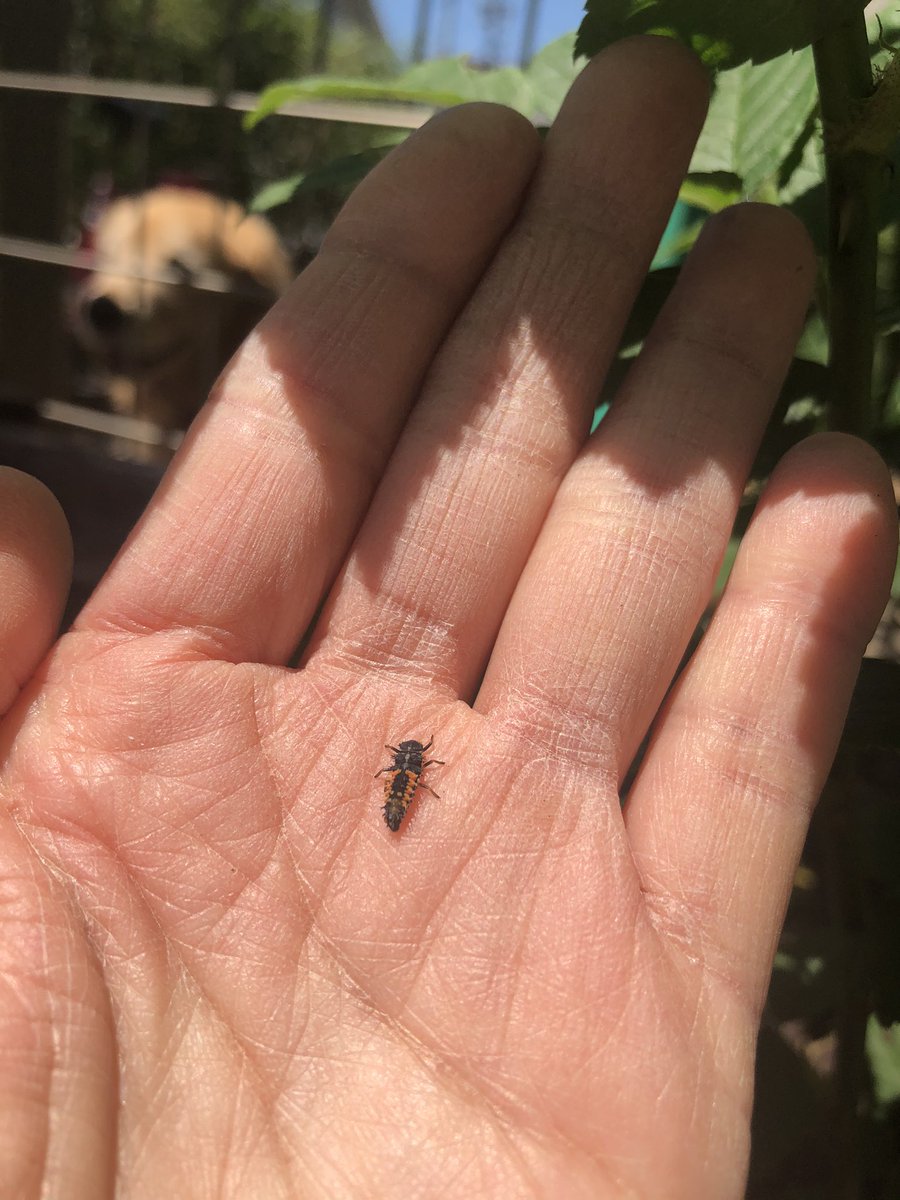 てんとう虫の幼虫