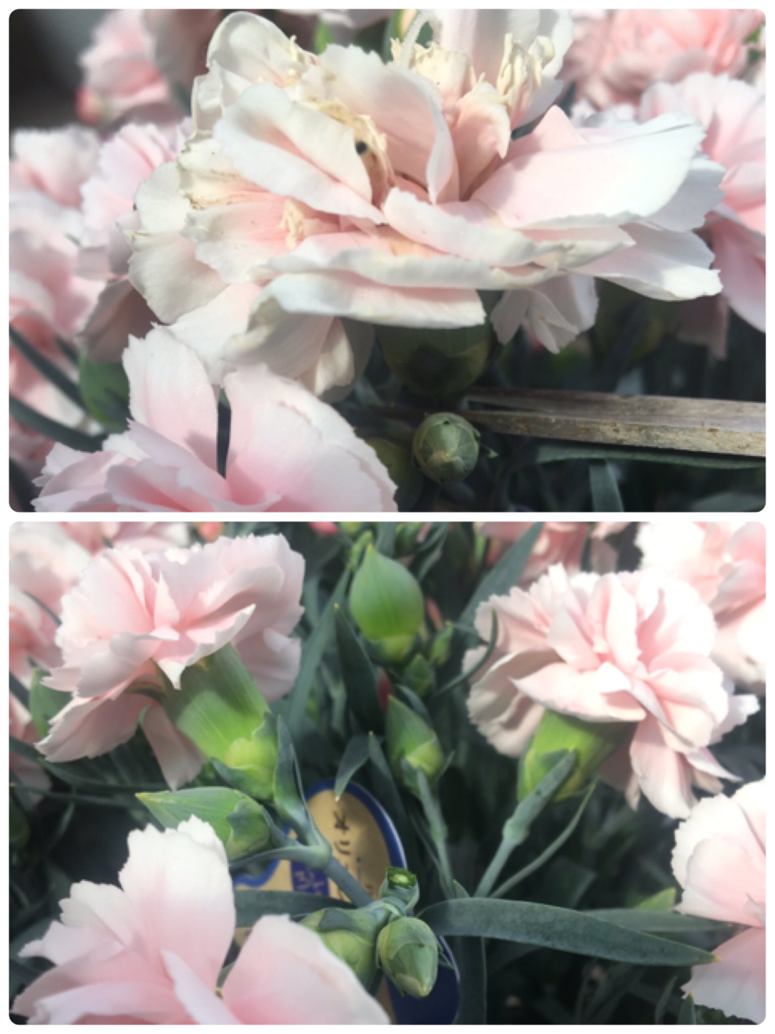 株式会社グリーン アイランド 今日は カーネーションの手入れをしています カーネーションは 花ガラを摘み取り 蒸れを嫌うので 枯れた葉っぱや黄色い葉っぱを取ると風通しが良くなってオススメです Instagramでも当店のカーネーションを紹介しています