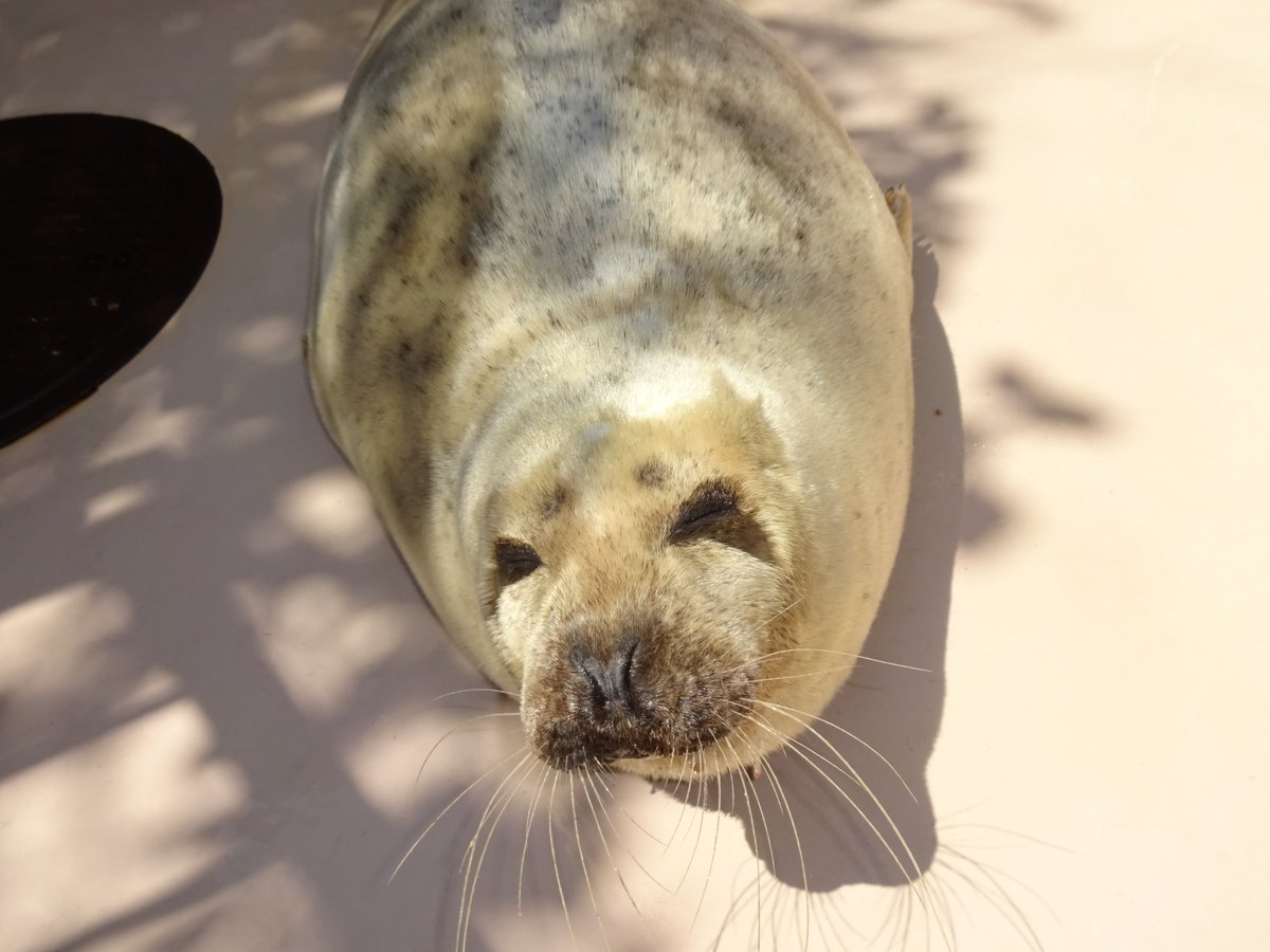 いしかわ動物園 公式 בטוויטר 赤ちゃんアザラシは 氷上でも目立たないように 真っ白な毛におおわれています ほら この通り ではなく こちらはチーチョばあちゃん チーチョも換毛期は全身真っ白です いしかわ動物園 ゴマフアザラシ チーチョ いしかわ動物園 公式 בטוויטר 赤ちゃんアザラシは 氷上でも目立たないように 真っ白な毛におおわれています ほら この通り ではなく こちらはチーチョばあちゃん チーチョも換毛期は全身真っ白です いしかわ動物園 ゴマフアザラシ チーチョ
