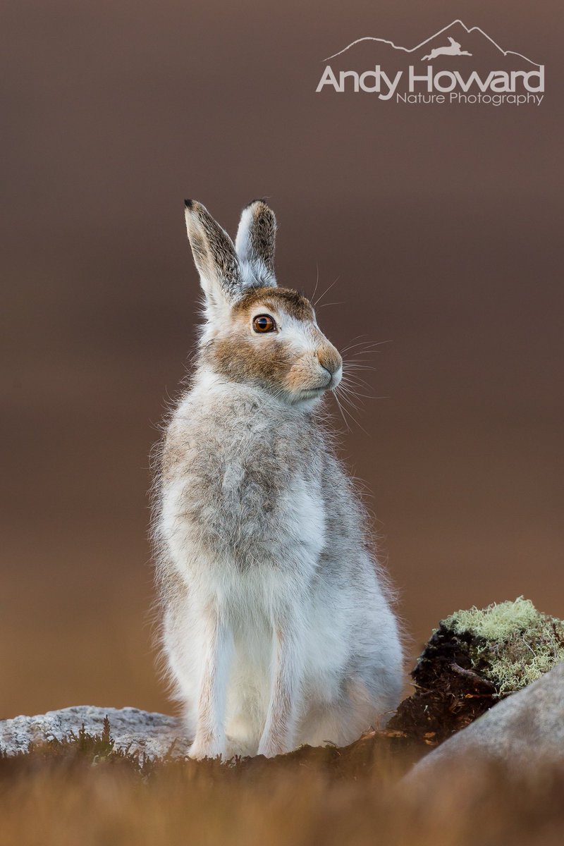 Fancy a beautiful high-quality A3 Giclee Fine Art Print of Rita the #MountainHare ?

All giclee prints are in stock and available for shipping today!

andyhoward.co.uk/giclee-fine-ar…