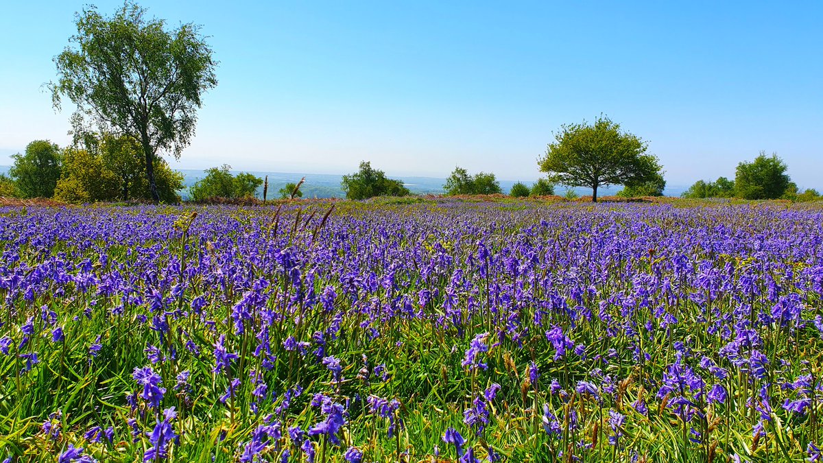 WalesRural's tweet photo. #Grayhill looking stunning carpeted in #bluebells.
#Wentwood
#Wentwoodforest
#ThursdayMotivation https://t.co/Fh7oLNnbHb