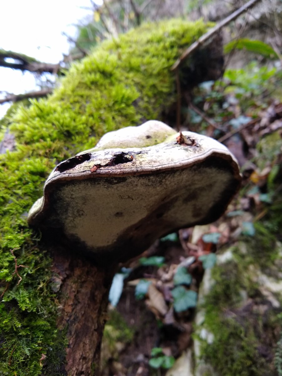 TimisoaraBanat's tweet photo. Nature in #Romania in the #NationalParcSemenic ! Come and explore with us! Soon we will be back, with new tours and concepts. https://t.co/svdN4ODTvt