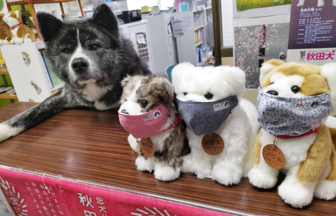 あきほ 秋田犬保存会 秋田犬会館 ベージュ 凹凸 の生地がなくなってしまったため ベージュ 凹凸 をご注文されていた方は 凹凸無しの生地に変更になる可能性があります 色味は同じです ご注文変更の場合はご連絡ください よろしくお願いいたします