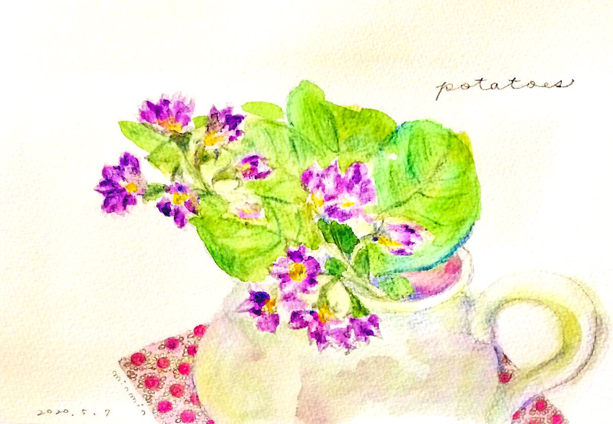 Minmin On Twitter 畑の じゃがいもの花 じゃがいも 目立たない白い花 のイメージだったけど なんて可愛い紫の花 少しなら摘んでも良いとの事なので 昨晩のスケッチ時はつぼみだったのが 今朝には満開 ゆるいイラスト ゆるいスケッチ 静物画 植物
