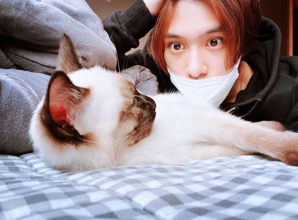 hendery as ragdolls 🐱 tweet media