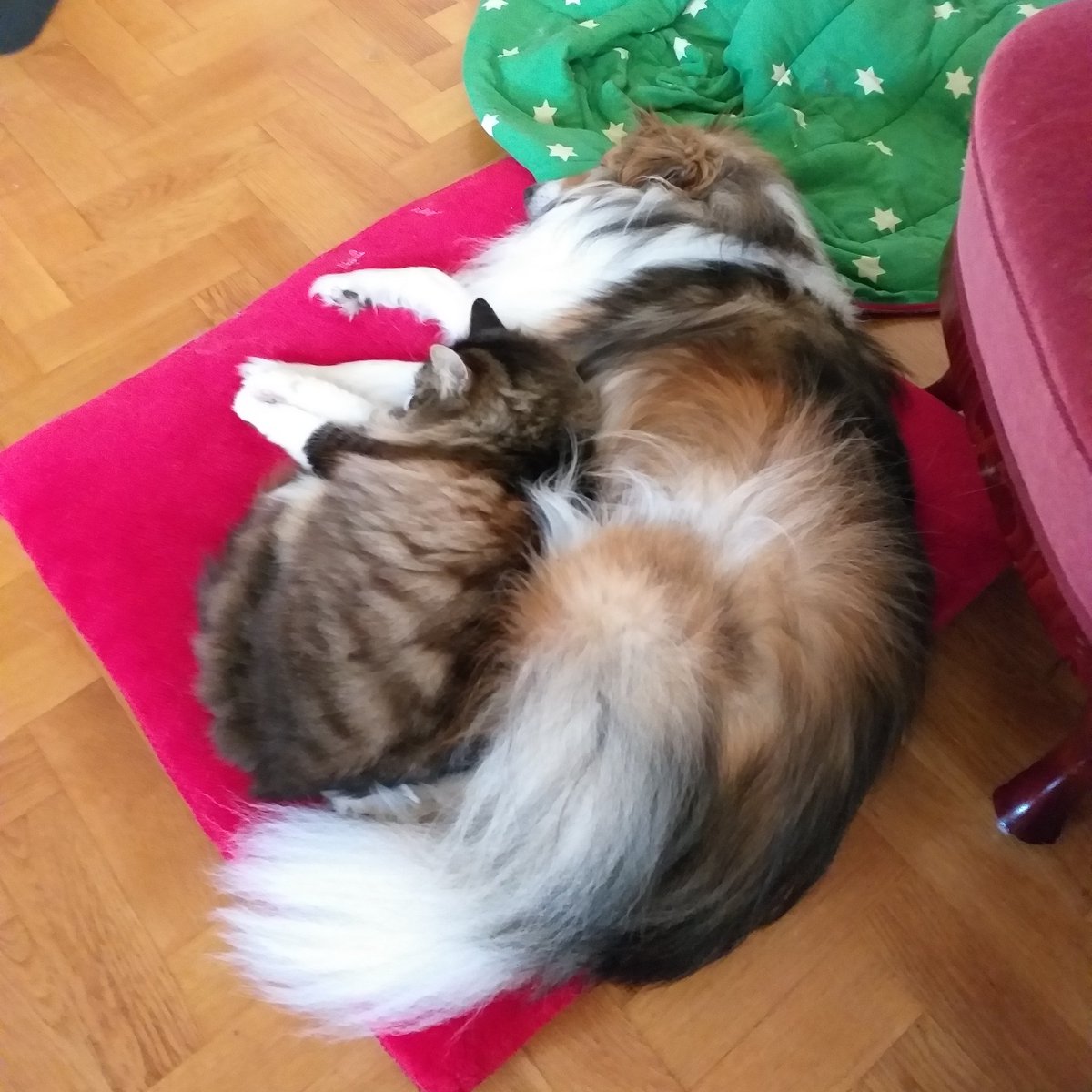 MattisRally's tweet photo. sleepy duo https://t.co/571cV3chph