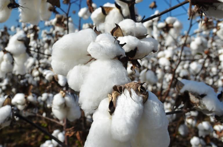 sensations_co's tweet photo. ¿Sabéis de donde procede el algodón del que están hechas las camisetas que hemos utilizado? ¡Pues de una planta como está! ¿Lo sabías? @JASPAIN #miniempresa #algodón #planta #camisetas https://t.co/CJyDc6Z4Qm