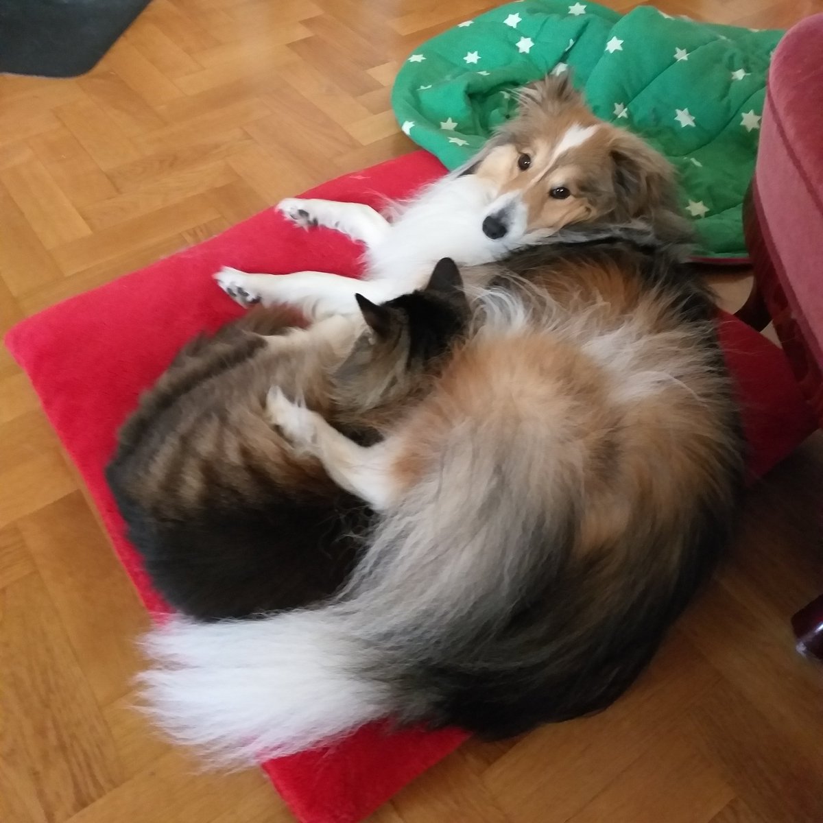 MattisRally's tweet photo. we're working from home, and while mattis thinks it's boring not going to the office anymore, rally absolutely loves that his cuddle buddy is home all the time https://t.co/Py01TNCASB