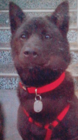 ふじえ على تويتر 甲斐犬の仔犬は本当に可愛い 一歳になったくらいの時も まだ赤ちゃんっぽい顔で本当に可愛い 大人になってすました顔し始めても可愛い 老犬になっても可愛い 甲斐犬はいつ何時常にその瞬間可愛い ふじえ على تويتر 甲斐犬の仔犬は本当に可愛い 一歳になったくらいの時も まだ赤ちゃんっぽい顔で本当に可愛い 大人になってすました顔し始めても可愛い 老犬になっても可愛い 甲斐犬はいつ何時常にその瞬間可愛い