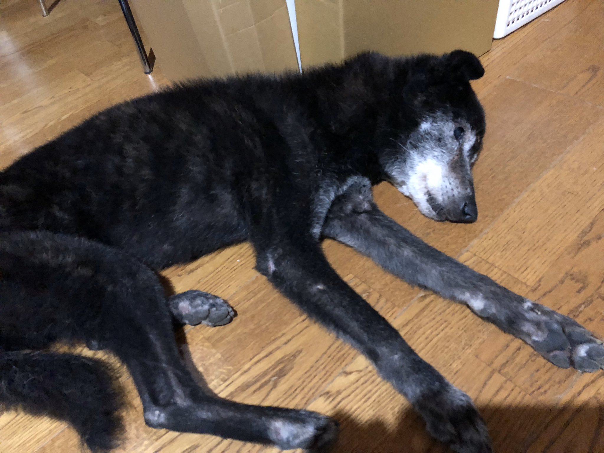 ふじえ على تويتر 甲斐犬の仔犬は本当に可愛い 一歳になったくらいの時も まだ赤ちゃんっぽい顔で本当に可愛い 大人になってすました顔し始めても可愛い 老犬になっても可愛い 甲斐犬はいつ何時常にその瞬間可愛い ふじえ على تويتر 甲斐犬の仔犬は本当に可愛い 一歳になったくらいの時も まだ赤ちゃんっぽい顔で本当に可愛い 大人になってすました顔し始めても可愛い 老犬になっても可愛い 甲斐犬はいつ何時常にその瞬間可愛い