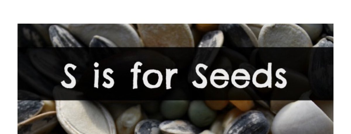 Jessica81795091's tweet photo. Sprouting a Seed in a bag🌞💦 Such a fun idea to explore during the spring. For the letter S we explored seeds with our students. So excited, to place their bag on the window. ✨ Stay tuned🔍  #scienceeyes🔍💦🌞 @CarrieCho7475 @morrisaveschool https://t.co/f85jvCzSdM