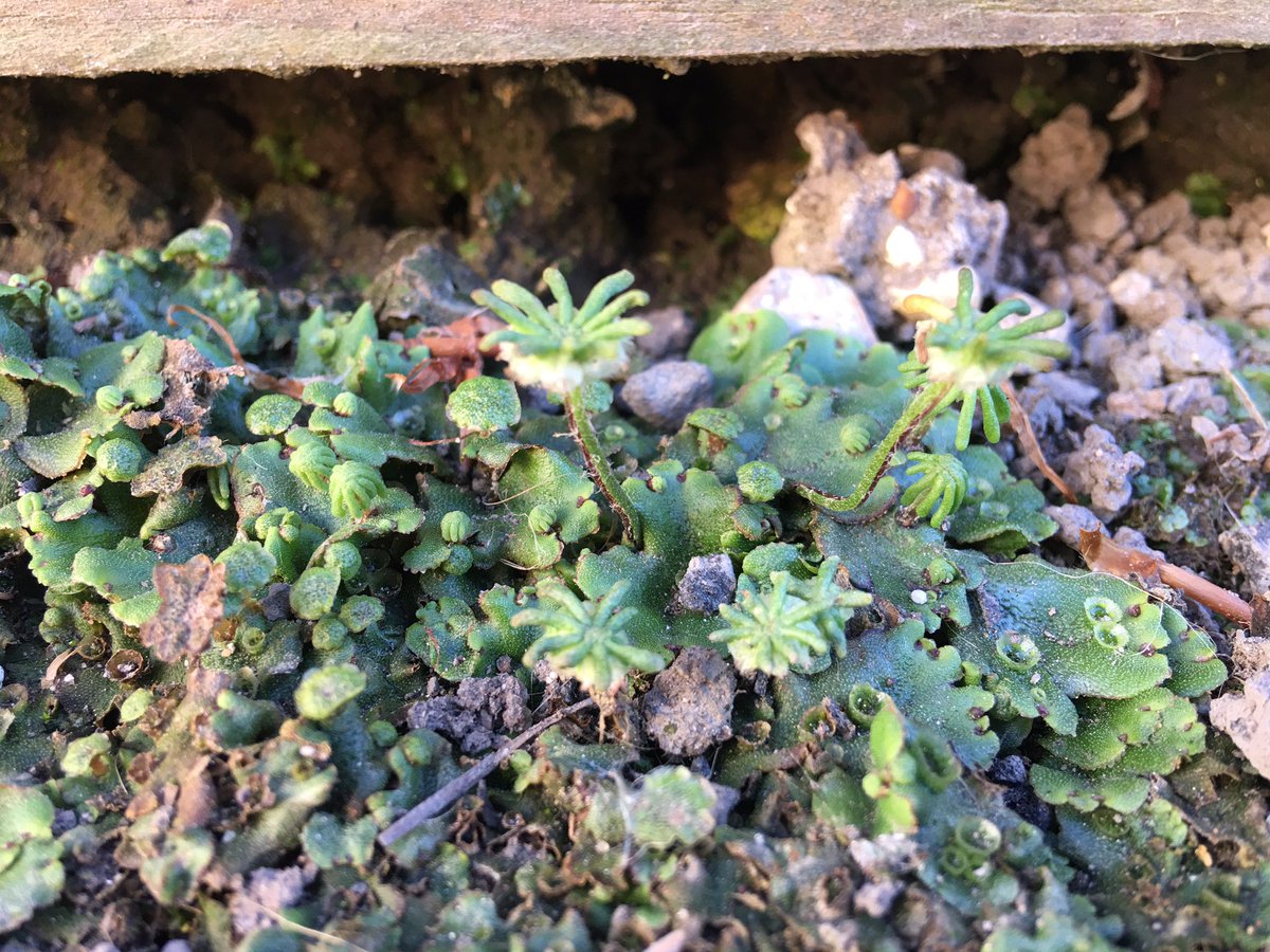 KathyGrube's tweet photo. This #Marchantia photography is addictive - I definitely want to look into a phone lens attachment @DavidJHoey @Phil_Carella @dromius https://t.co/XOqAbuZoSF