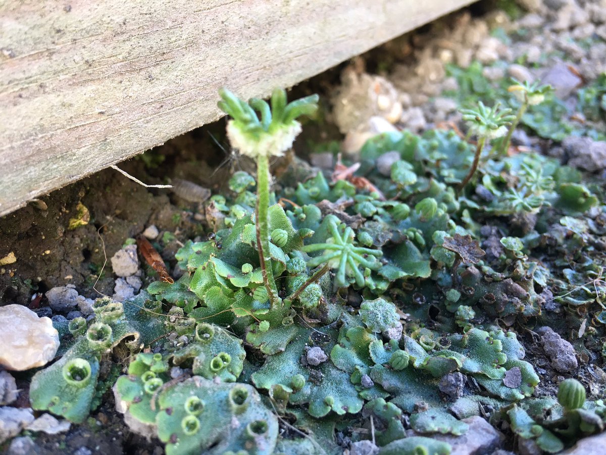 KathyGrube's tweet photo. This #Marchantia photography is addictive - I definitely want to look into a phone lens attachment @DavidJHoey @Phil_Carella @dromius https://t.co/XOqAbuZoSF