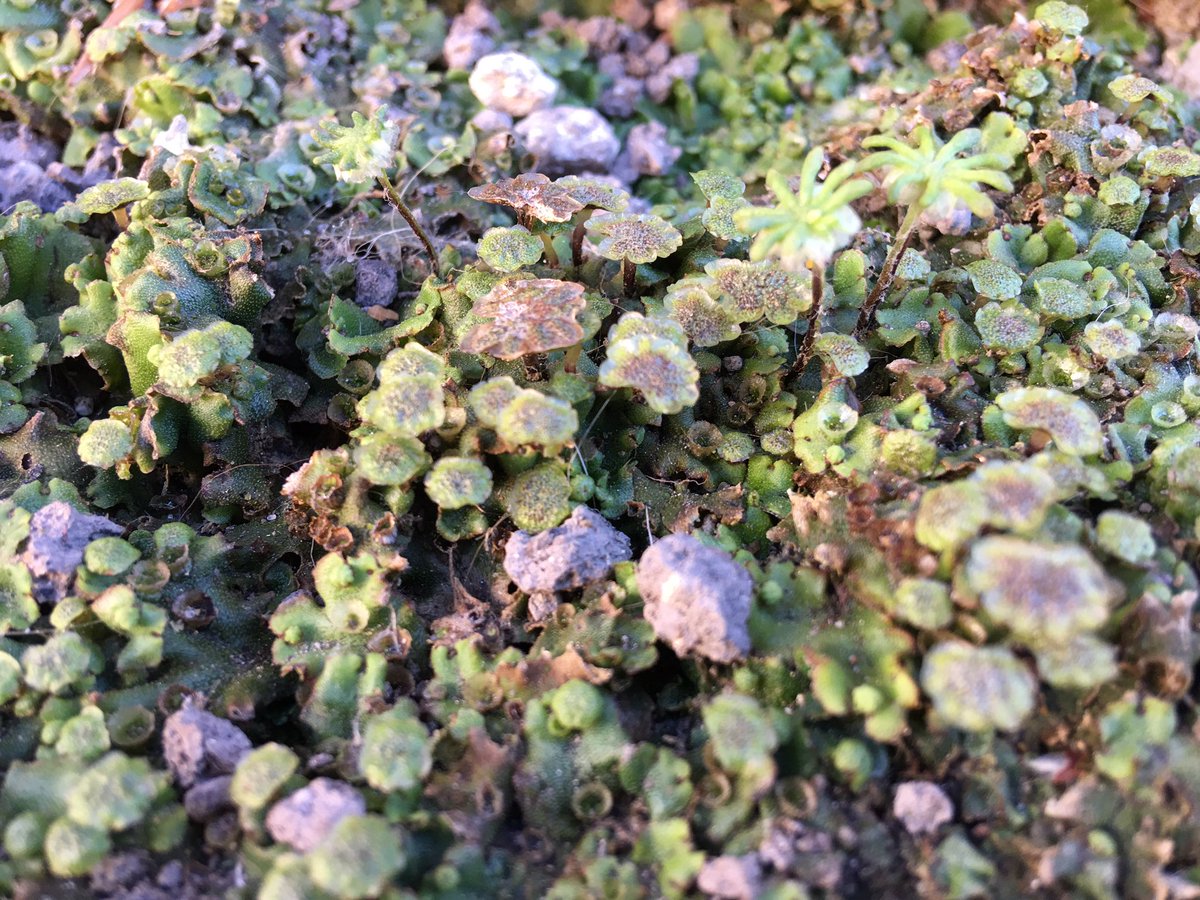 KathyGrube's tweet photo. This #Marchantia photography is addictive - I definitely want to look into a phone lens attachment @DavidJHoey @Phil_Carella @dromius https://t.co/XOqAbuZoSF