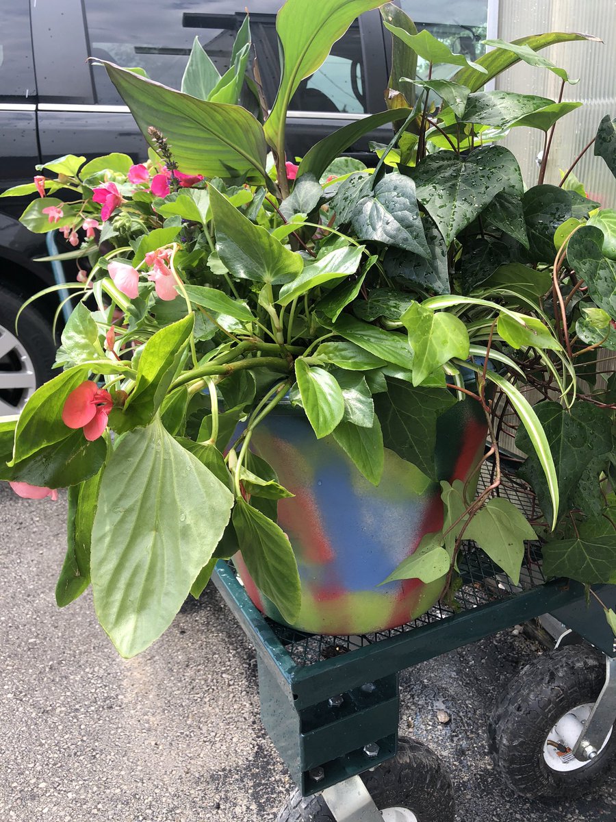 The tomatoes are starting to flower! We also have beautiful combination pots and much more to get you in the Spring mood🤍🌸☀️ We are open Monday through Saturday, 10a to 4p through May.