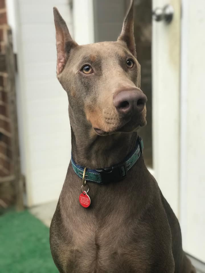 Therapy Dogs Int TDI tweet media