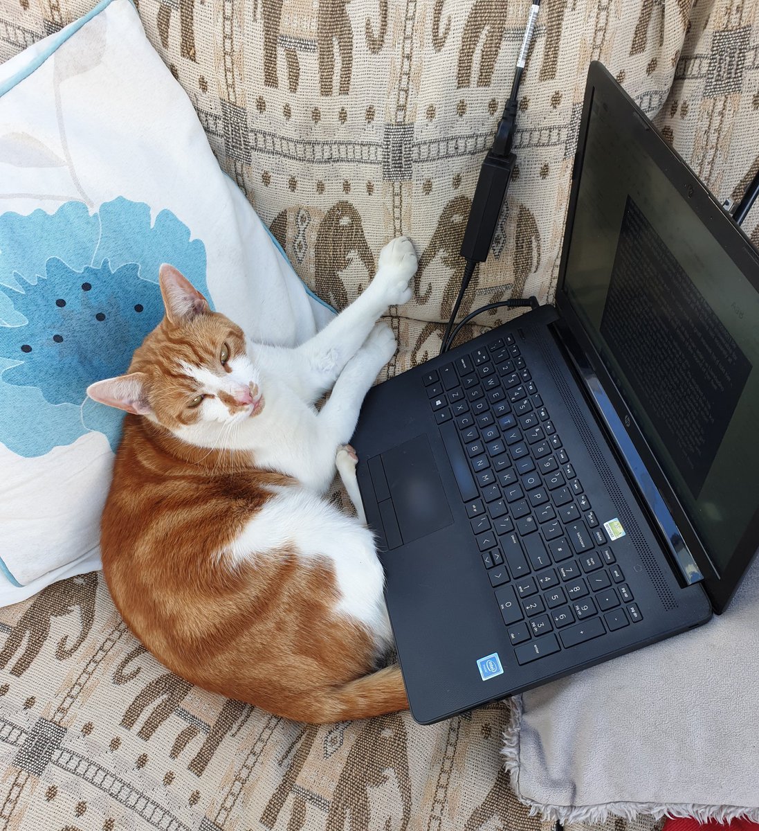 ScribblerJB's tweet photo. I leave my chair to answer the phone and... Hope he's made the recommended changes lol... #CatsOfTwitter #anwriting #ThePSSA #crimethriller https://t.co/7IYr5tkW5a