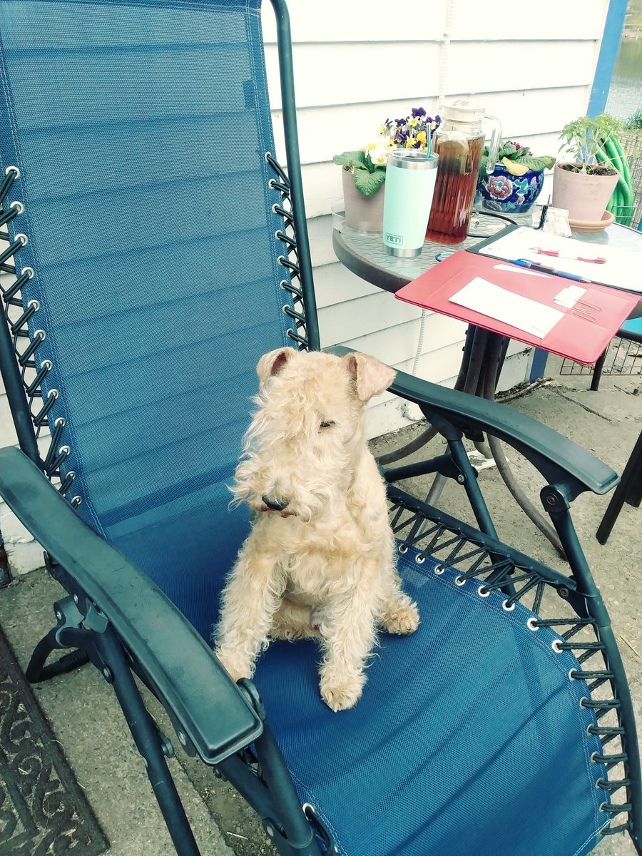 greycottage's tweet photo. WFH and my Lakie is enjoying my zero gravity lounger #wfhlife #lakelandterrier #akcdogs #soakingupsun https://t.co/KzBjRzfZLq