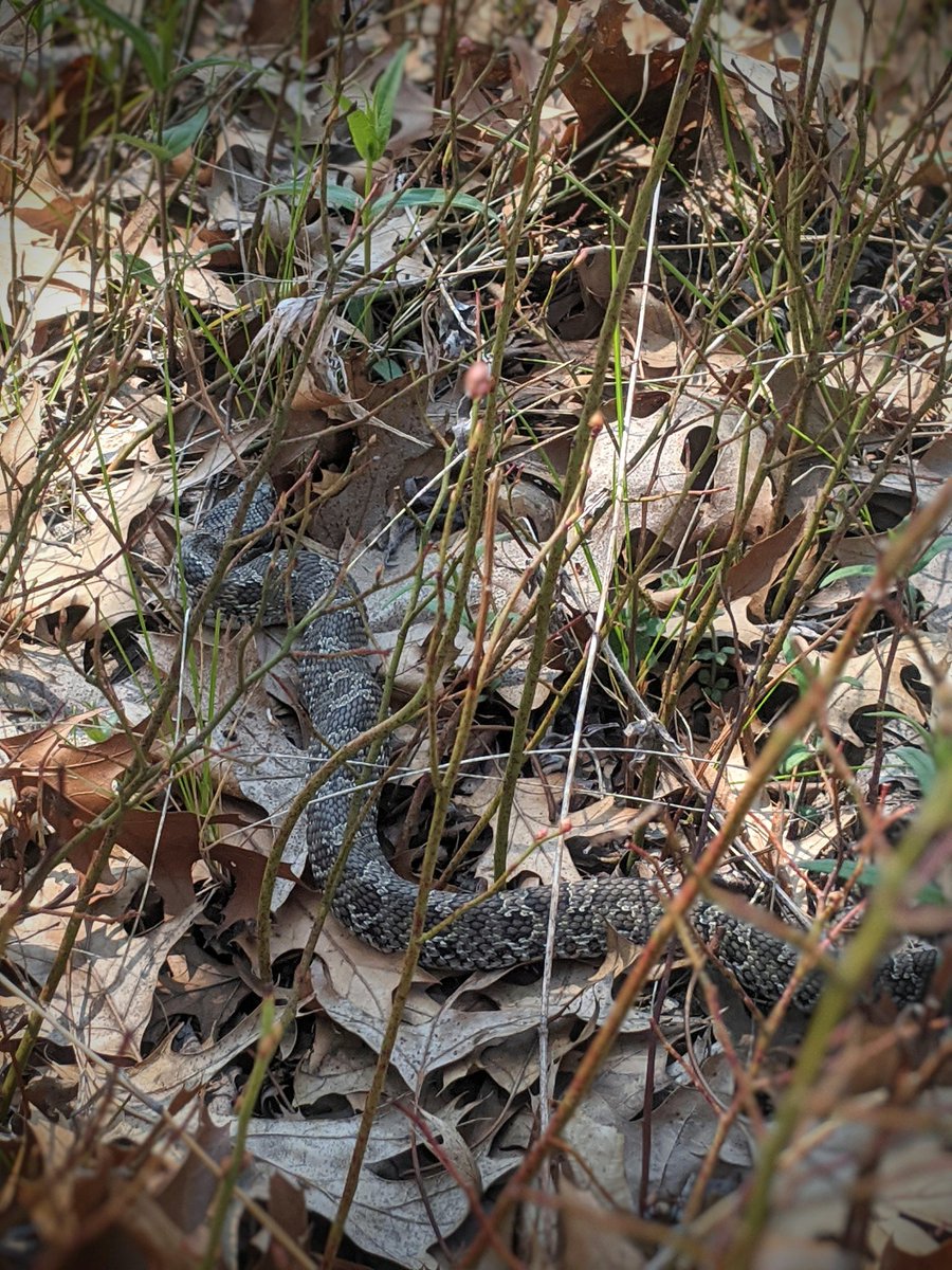 bctuholski's tweet photo. Dear Twitter, please help me ID this snake. It was spotted yesterday at #CowelsBog at @IndianaDunesNPS. I think it looks like a Massasauga... and, no, I couldn't see the tail... but that would be *pretty* crazy if it was. Although stranger things have happened! #HerpHelp https://t.co/eRPDhoykWm