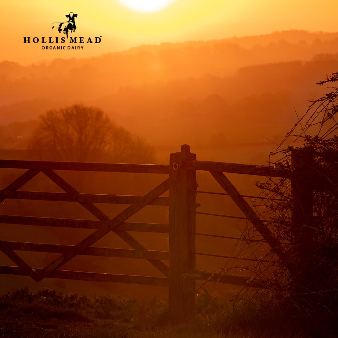 At Hollis Mead, we farm sensitively to make room for wildlife to prosper. All our #farm animals, such as our #dairy herd is fed on #organic pasture land, free from pesticides and insecticides, allowing them to produce #milk of a superior quality. #noplacelikehome #ukfarming