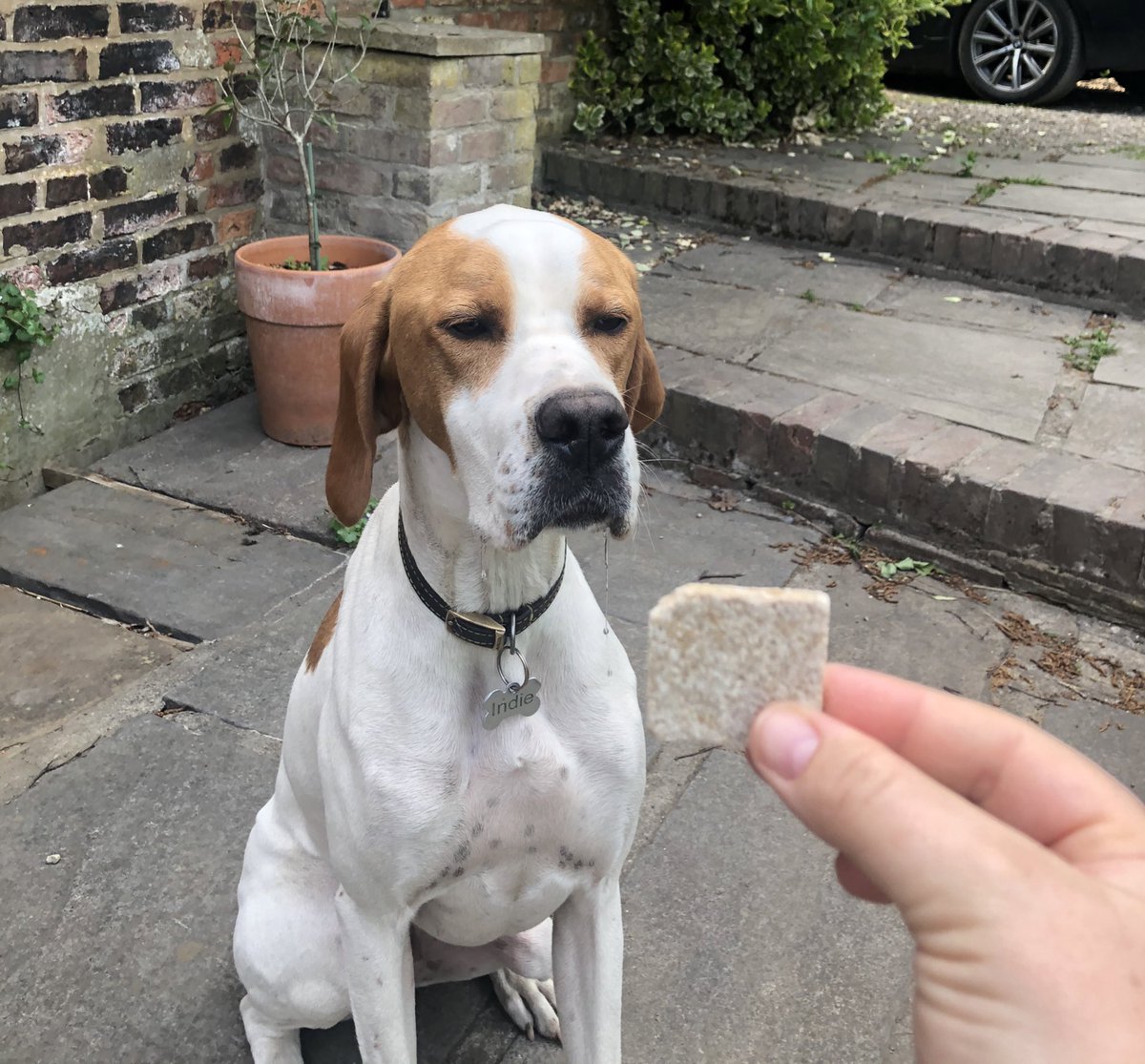 toothandtailLtd's tweet photo. Tried our treats yet? We’ve high value treats fab for training but also stock a range of speciality treats to help with arthritis, allergies &amp; anxiety. Natural &amp; vegan,we know our products will be loved by your pooches and hoomans alike! 📷Indie-look at that drool! https://t.co/jkSPkkV41A