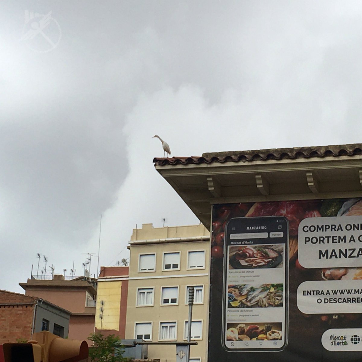 ApuBcn's tweet photo. No soy conocedor de los tipos de razas de aves que han sido catalogadas en nuestra ciudad pero esta me parece muy curiosa. #objectiuhorta #Barcelona https://t.co/wthQoqakQk