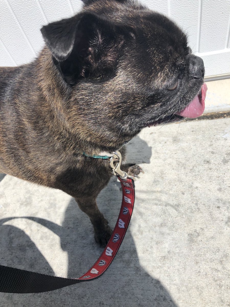 LindsayIRL's tweet photo. Sun’s out ☀️
Tongue’s out 👅

#walkatlunch #dogwalk #walking #wellness #wellirl https://t.co/xkdG0Gqdfj