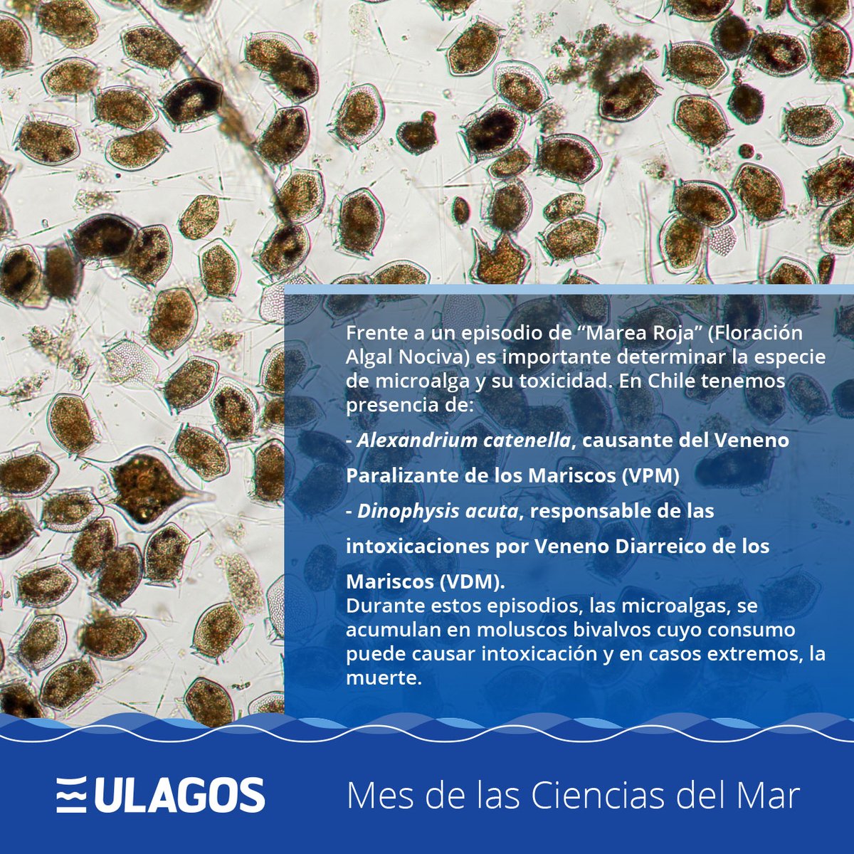 MarCentro's tweet photo. Dr P Díaz, i~mar ULagos, coordina Área Prioritaria de Investigación “Perturbaciones y riesgos en sistemas socio–ecológicos costeros” enfocado al estudio y monitoreo de Marea Roja en la Región de Los Lagos👉 https://t.co/Ap55hIMUdA…/cientifi…/capitulos/que-es-la-marea-roja https://t.co/eq1rcyMKDy