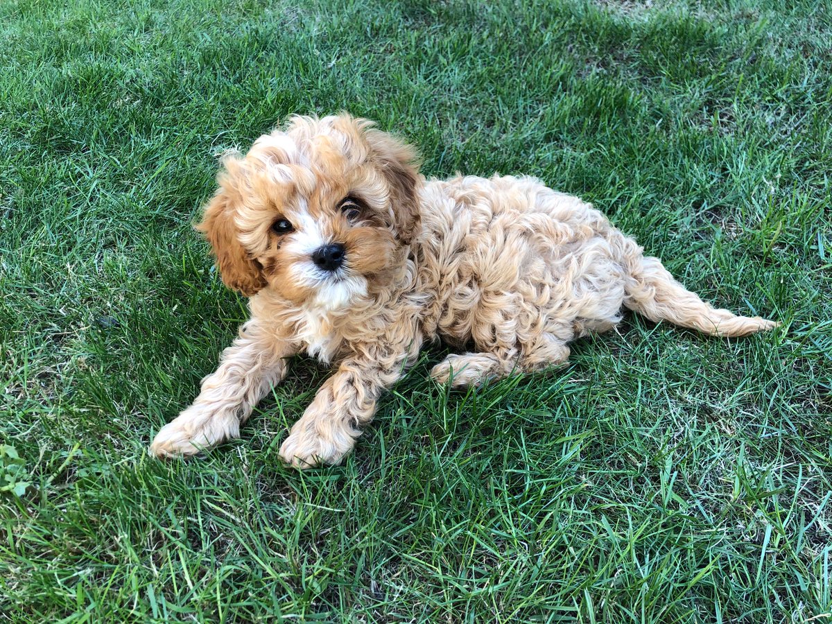 Laura Thomas tweet media