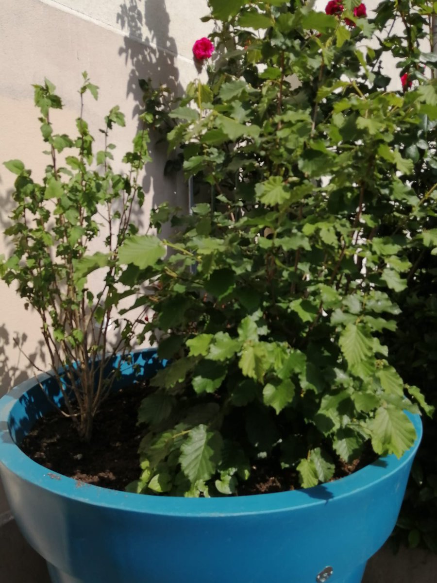 Merci la <a href="/mariedu20/">mariedu</a> 🙏
Espérons cette fois que dans l'intérêt général, il n'y a plus de vols de ce qui est fait pour l'utilité et le bien de tous. 

#DeconfinementJour4 #Paris20