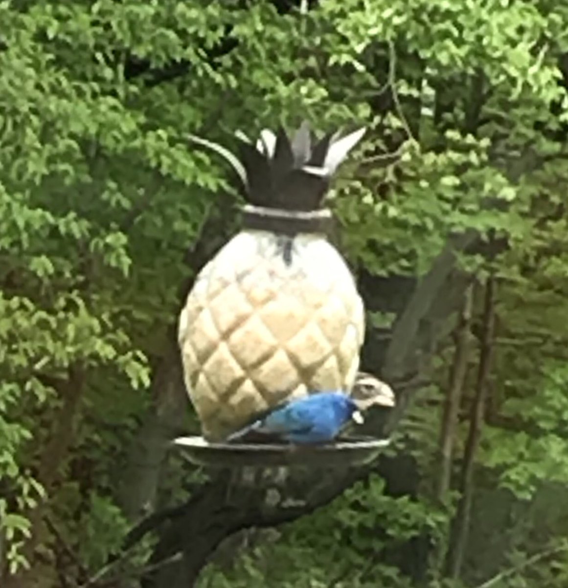 TheDougSam's tweet photo. Enjoying quarantine with several members of the cardinal family... a typical cardinal, an indigo bunting, a rose-breasted grosbeak and, of course, a Fredbird!  Go @Cardinals https://t.co/BcbQCfBNa7