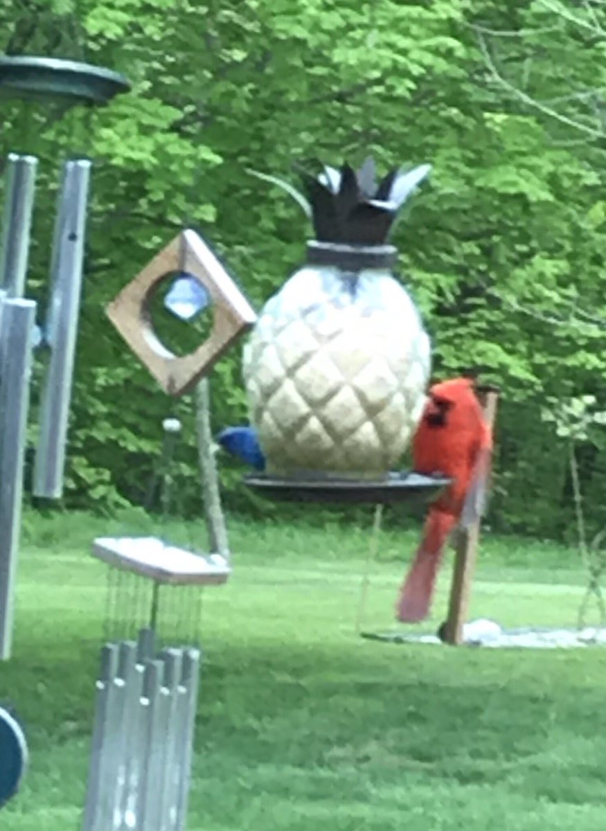 TheDougSam's tweet photo. Enjoying quarantine with several members of the cardinal family... a typical cardinal, an indigo bunting, a rose-breasted grosbeak and, of course, a Fredbird!  Go @Cardinals https://t.co/BcbQCfBNa7