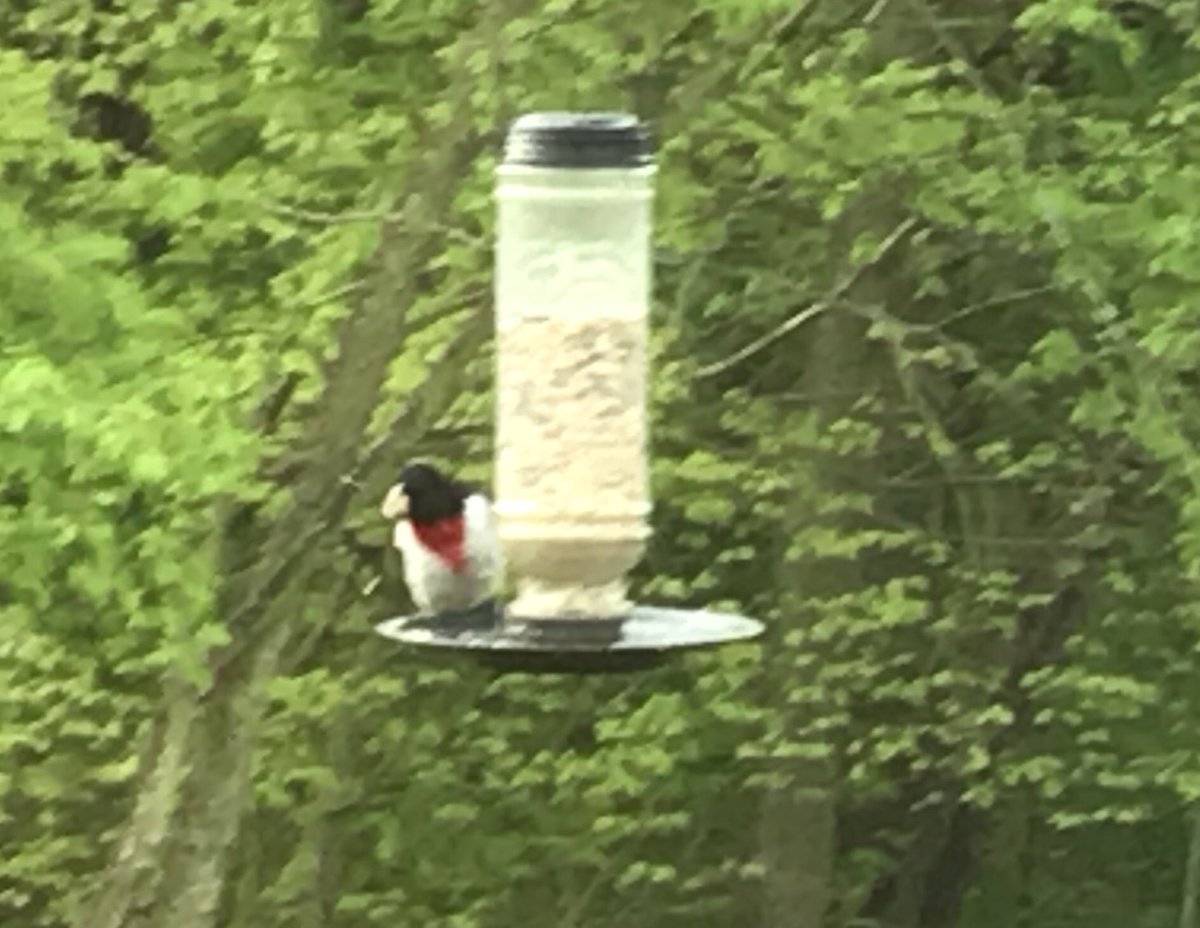 TheDougSam's tweet photo. Enjoying quarantine with several members of the cardinal family... a typical cardinal, an indigo bunting, a rose-breasted grosbeak and, of course, a Fredbird!  Go @Cardinals https://t.co/BcbQCfBNa7