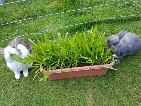 Zoom lecture on 24th May at 11am - join us and learn about rabbit friendly gardens
shop.rabbitwelfare.co.uk/product/garden…
