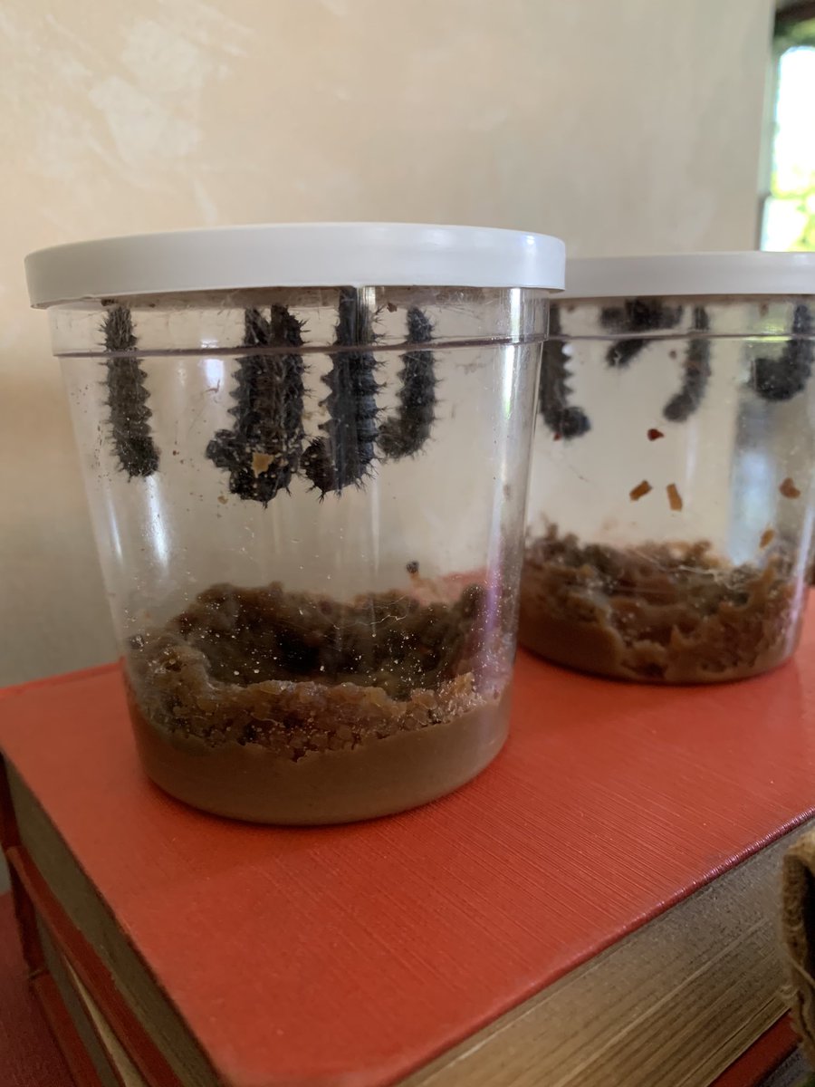The caterpillars are ready to become chrysalises! They will shed their exoskeleton 1 more time and in the next few days we  will have chrysalises! ⁦<a href="/GuilfordEle/">Guilford Elementary School</a>⁩ #gatorsdeserveit20