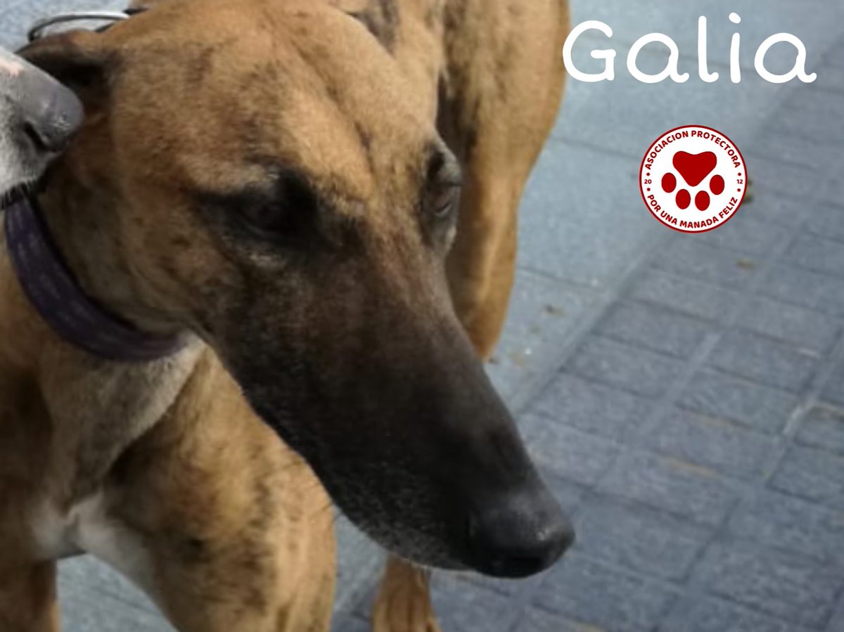 ManadaFelizCS's tweet photo. GALIA la luchadora en ADOPCIÓN.
Diagnosticada de Dirofilaria (gusano del corazón). Dos meses de tratamuento y hoy ha recibido en la consulta veterinaria, la parte más fuerte y delicada del tratamiento. Por favor, mandadle toda la fuerza y cariño del mundo.
Todo irá bien pequeña. https://t.co/dKGbBMhmXH