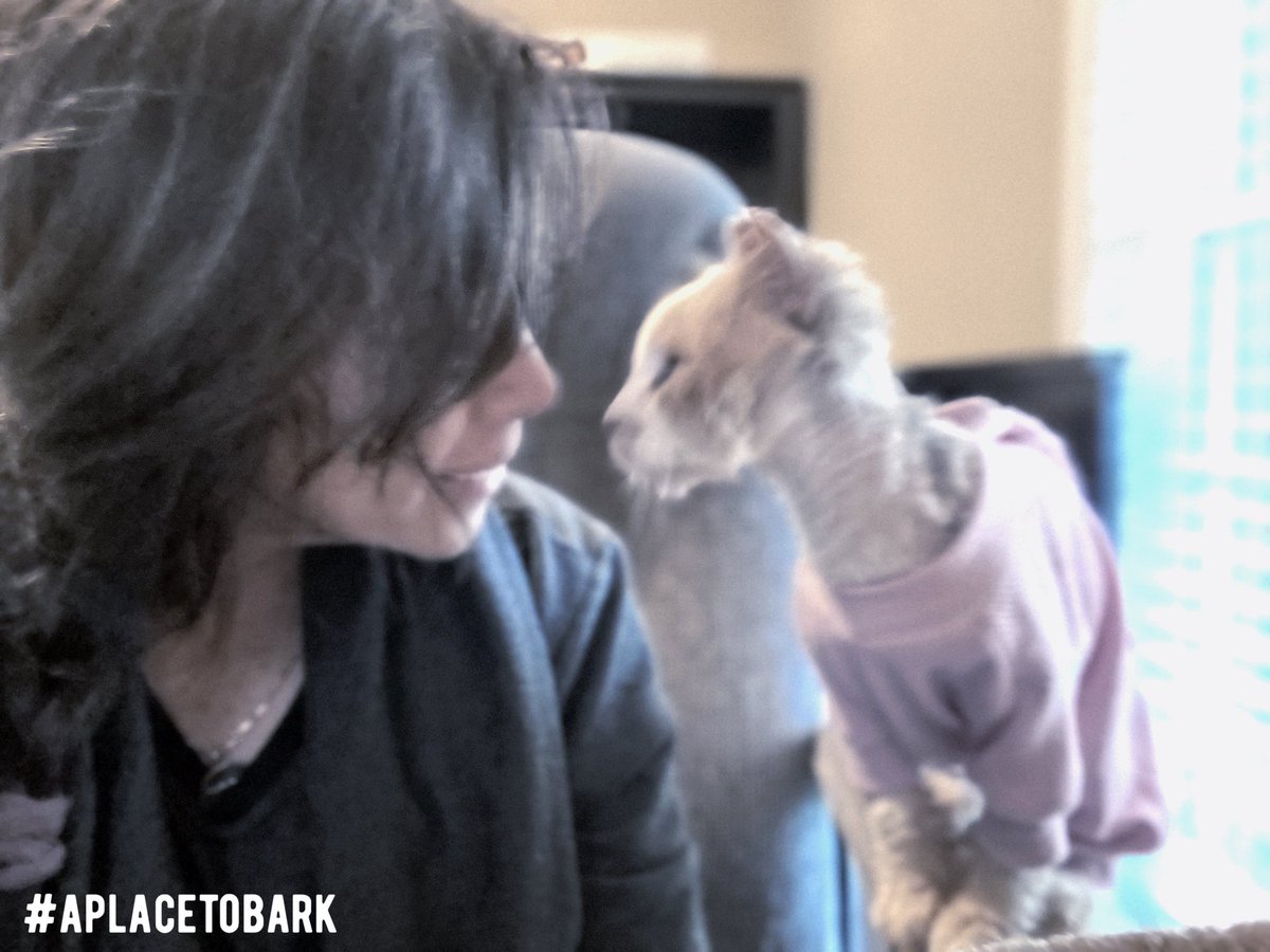 Good Morning Gracie!!!
Read her story here: instagram.com/p/CAK_q2EBBCD/…

#seniorcat #rescuecat #cat #everylifematters #aplacetobark #catsmakelifebetter #rescuedismyfavoritebreed