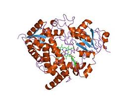 Déjà, un cytochrome (CYP), c'est quoi? C'est une grosse protéine qu'on retrouve un peu partout dans l'organisme, avec un atome de Fer au milieu, et qui ressemble à ça.