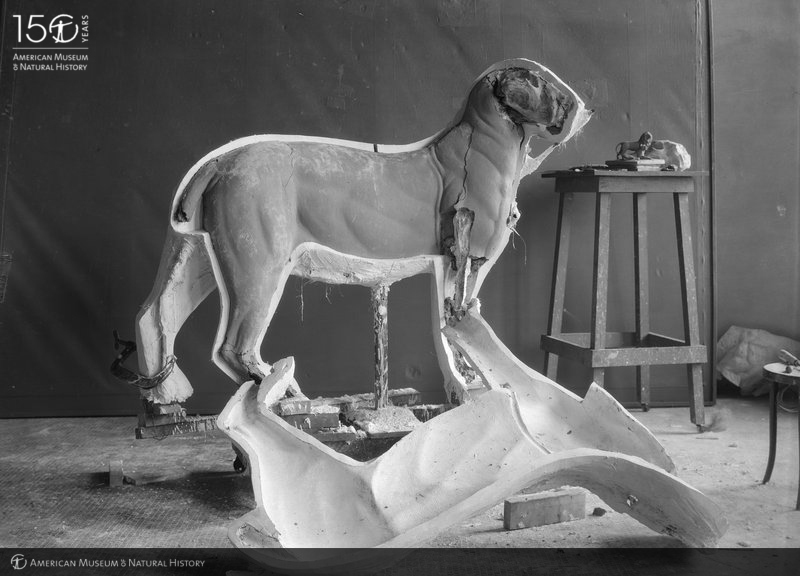 AMNH's tweet photo. The next step? Plaster is applied to the model. When dry, it’s pulled off. Then, papier-mâché is applied to the inside of the plaster mold. It is that light-weight, papier-mâché mannequin that is used in our dioramas—and it’s a perfect replica of the clay original! #AMNH150 (2/3) https://t.co/2uKTFePOmN