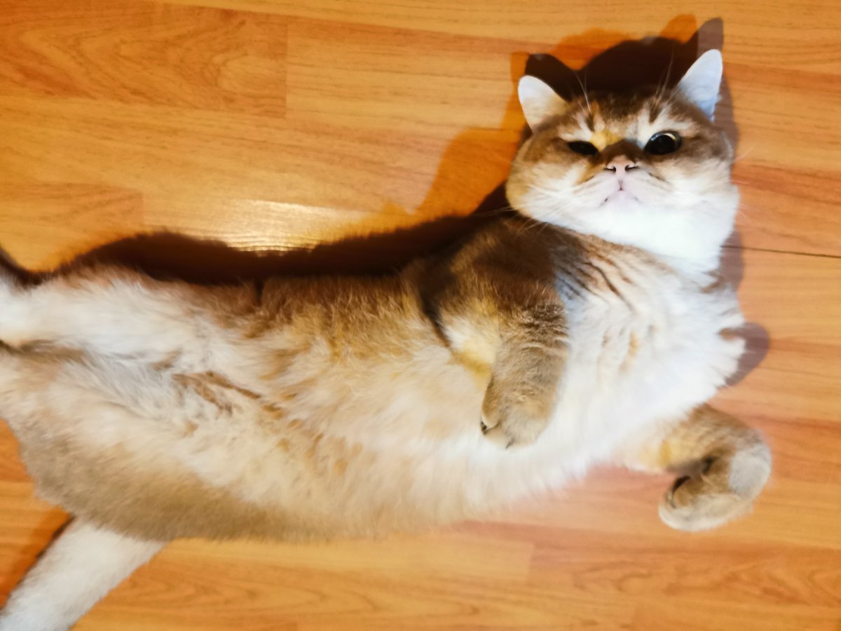 _natandcats's tweet photo. บอกกับใจตัวเอง ถ้าเหนื่อย​ก็​พัก​ ถ้าเค้าไม่รักก็นอนนน🎶🎶🎶🎶
#natandcats #CatsOfTwitter​ #lovecats #bristishshorthair https://t.co/eo83C4vxgc