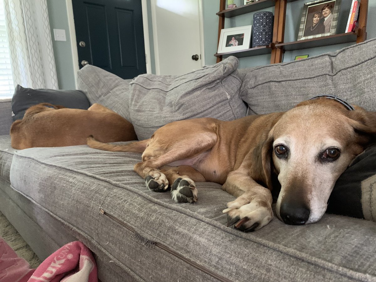 Rain, rain go away, the #wfh struggle is really today! 🐶🐶☔️⚡️