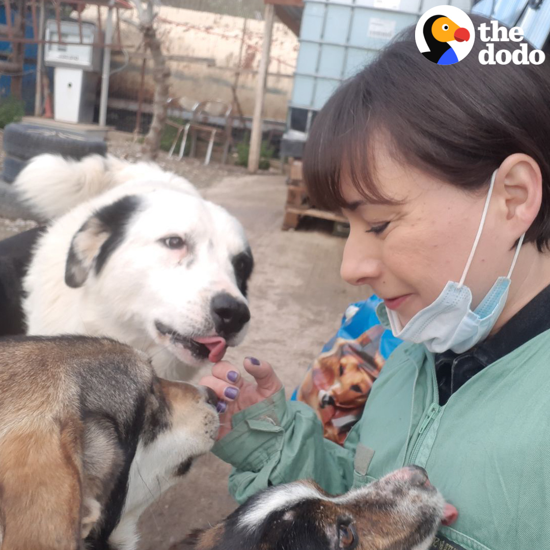 The Dodo On Twitter Dogs Get So Excited To See This Woman Every Day