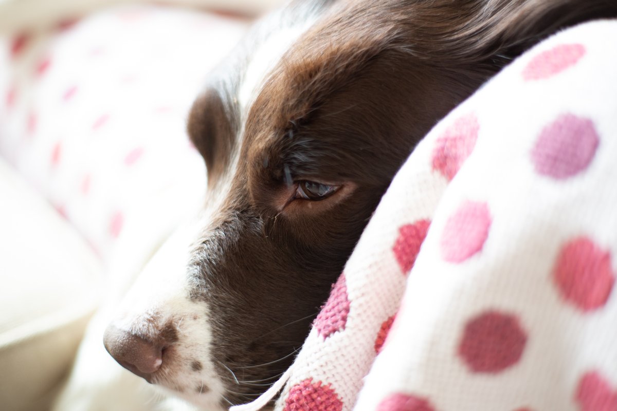 Super Pooch <a href="/dextersdish/">Speedy Edee</a> xxx